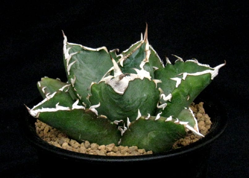 アガベ チタノタ ブラックファイヤー / ホワイトファイヤー オテロイ