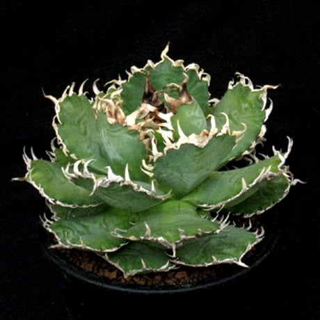 オテロイ | STORES