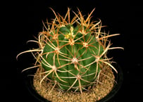 CA52.Gymnocalycium spegazzinii 黒刺猫爪天平丸 | 実生園【サボ