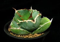 SU58.Agave titanota 麻花龍（マカロン） アガベ・チタノタ | 実生園