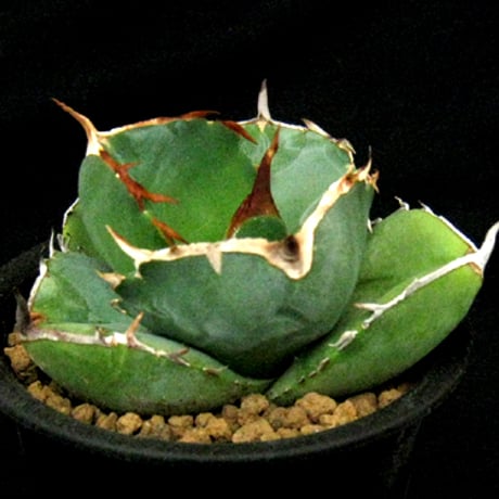 アガベ　ジャガーノート純血　鉢付 アガベ チタノタ ジャガーノート 純血 / Agave titanota 'Juggernau