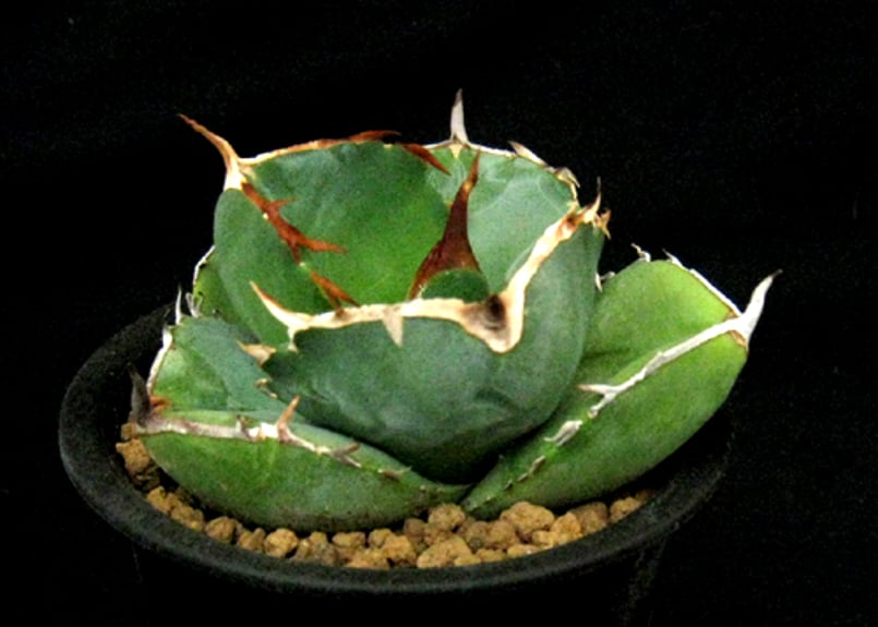 SU45.Agave titanota ジャガーノート アガベ・チタノタ | 実生園