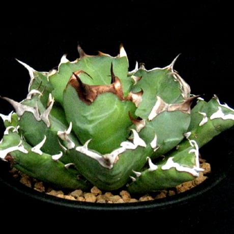 アガベ姫厳竜 | STORES