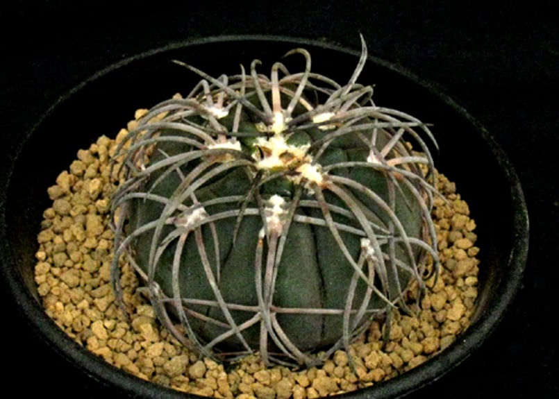 CA52.Gymnocalycium spegazzinii 黒刺猫爪天平丸 | 実生園【サボ