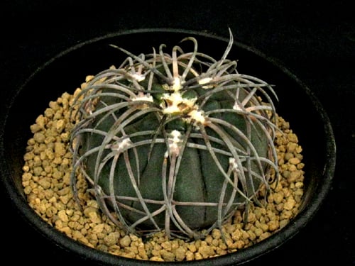 CA52.Gymnocalycium spegazzinii 黒刺猫爪天平丸 | 実生園【サボ