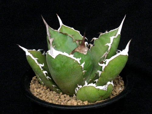 SU38.Agave titanota シャークソード（鯊魚劍） アガベ・チタノタ
