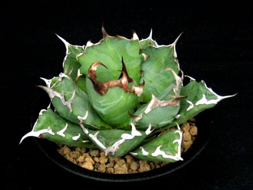 アガベ　チタノタ　実生 1698507730274_278051_20231029_