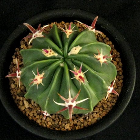 フェロカクタス | STORES