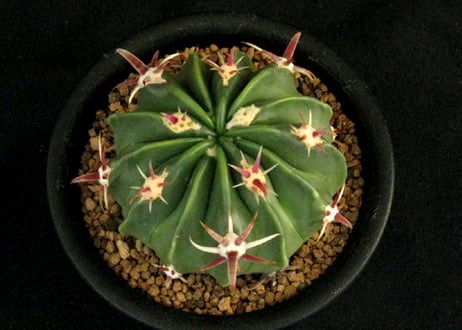 実生園【サボテン・多肉植物】販売