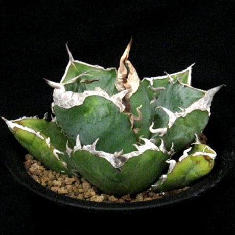 アガベsad | STORES