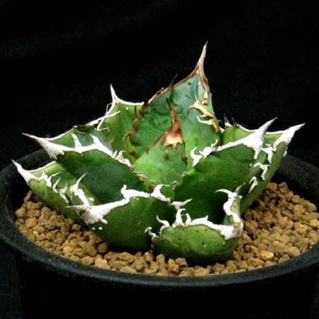 アガベ チタノタ　星空 アガベ星空 | STORES