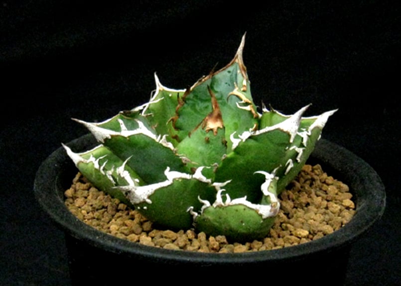 SU40.Agave titanota 星空 アガベ・チタノタ | 実生園【サボテン・多肉