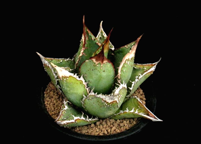 SU58.Agave titanota 麻花龍（マカロン） アガベ・チタノタ | 実生園