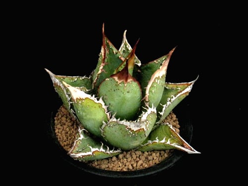 アガベ 鉢植発送 麻花龍 極上血統 スペシャル個体 コレクション株 SU58.Agave titanota 麻花龍（マカロン） アガベ・チタノタ | 実生園