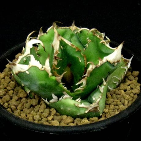 オテロイ | STORES