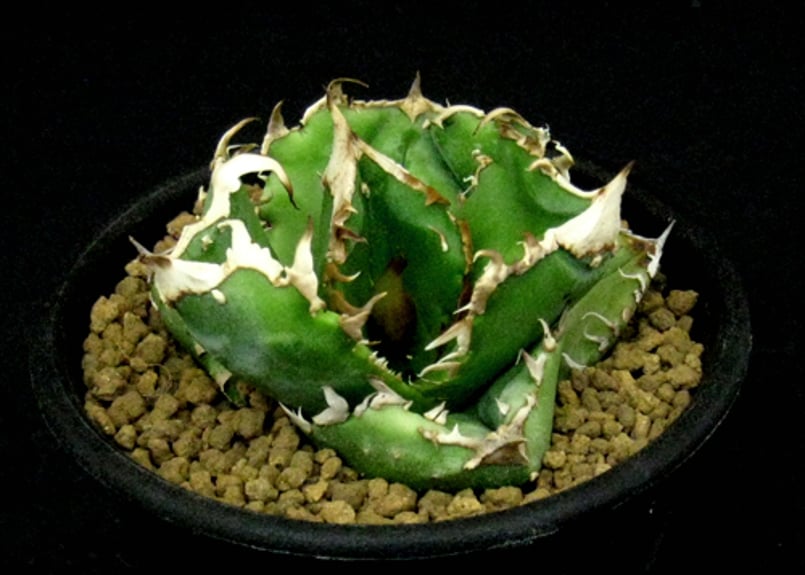 SU42.Agave titanota 蚩尤 （シユウ） アガベ・チタノタ | 実生園