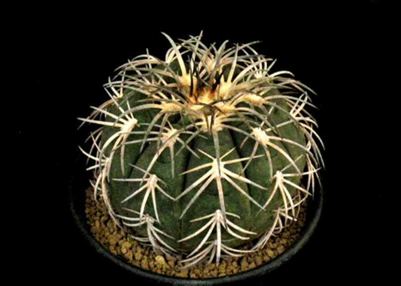 ギムノカリキウム 強刺天平丸 Gymnocalycium spegazzinii Gymnocalycium spegazzinii ギムノカリキュウム 天平丸 サボテン