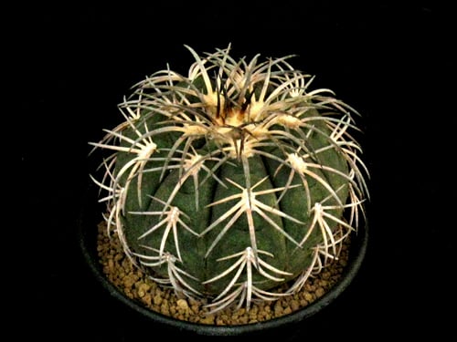 ギムノカリキウム 強刺天平丸 Gymnocalycium spegazzinii fit=scale-down,w=1200