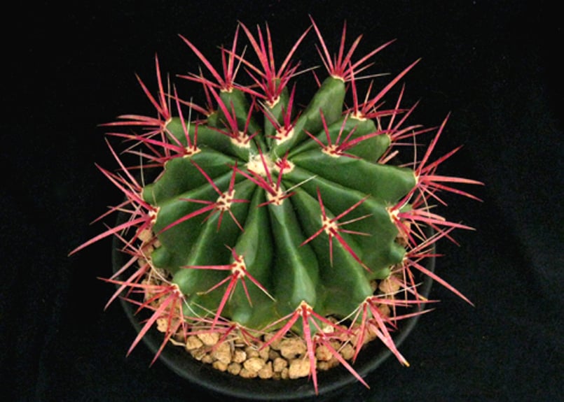 赤鳳　サボテン サボテン：フェロカクタス 赤鳳ピロサス*幅11cm 現品！一品