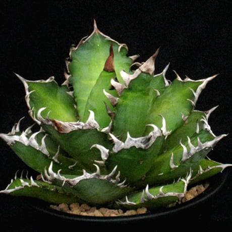 稀少・高騰品種】ホリダ × レッドキャットウィーズル hyb アガベ 稀少