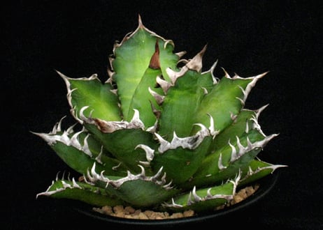 実生園【サボテン・多肉植物】販売