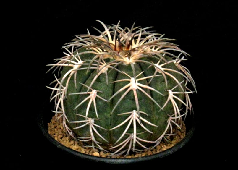 CA53.Gymnocalycium spegazzinii 天平丸 | 実生園【サボテン・多