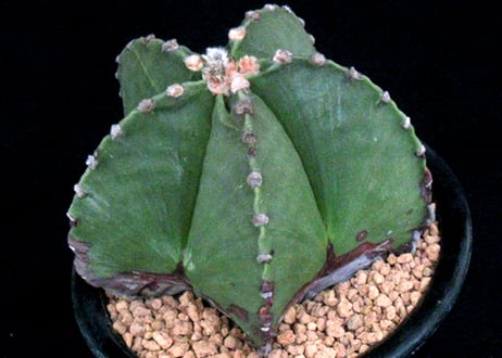 CA17.Astrophytum myriostigma v. nudum 　碧瑠璃鸞鳳玉 【5号鉢、極上古株】ヘキルリランポー玉、ヘキラン