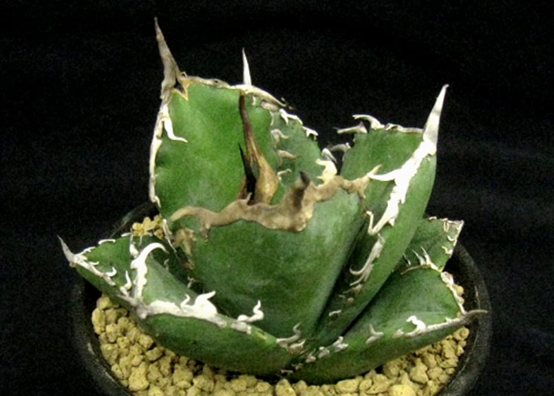 アガベ　チタノタ　特選阿修羅 SU14.Agave titanota ”阿修羅” アガベ チタノタ | 実生園【サボテン・