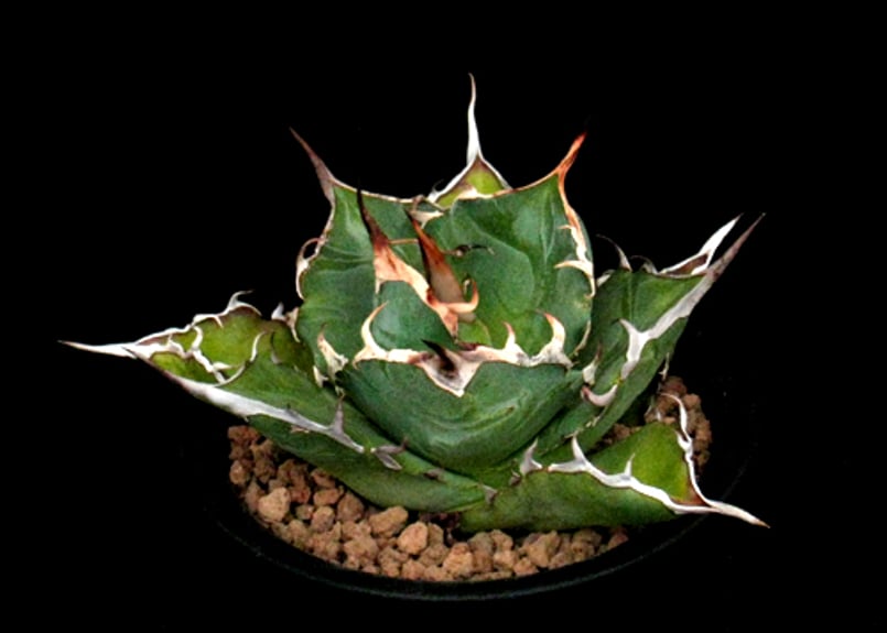 SU44.Agave titanota ハデス（黒帝斯） アガベ・チタノタ | 実生園