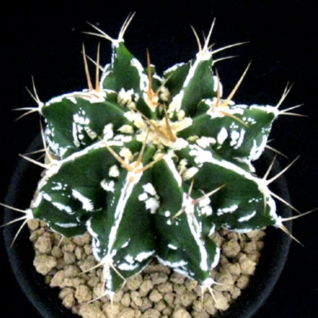 碧瑠璃鸞鳳玉 | STORES