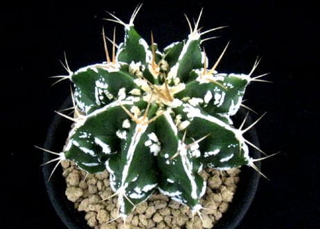 CA13.Astrophytum ornatum　双稜複隆白条般若