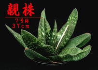 SU58.Agave titanota 麻花龍（マカロン） アガベ・チタノタ | 実生園