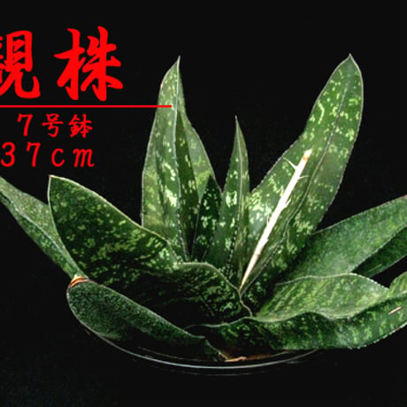 臥牛 | STORES