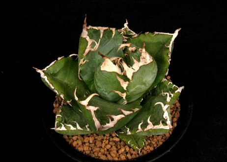 実生園【サボテン・多肉植物】販売