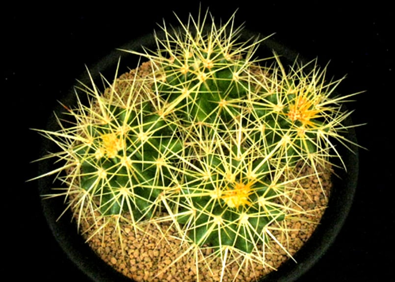 金鯱 サボテン【B】 観葉植物 サボテン 金鯱」の人気商品一覧 | 安い商品