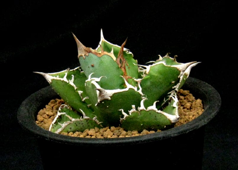SU40.Agave titanota 星空 アガベ・チタノタ | 実生園【サボテン・多肉