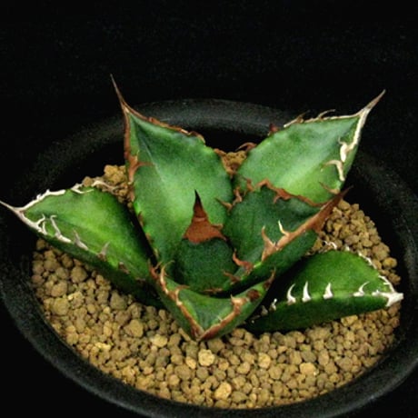 アガベ緑犀牛 | STORES