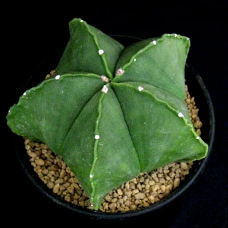 碧瑠璃鸞鳳玉 | STORES