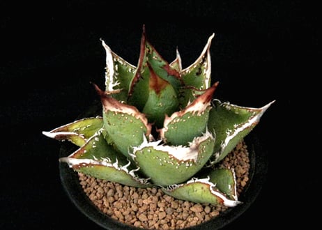 SU58.Agave titanota 麻花龍（マカロン） アガベ・チタノタ | 実生園