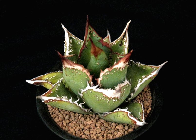 アガベ　チタノタ　麻花龍 マカロン SU58.Agave titanota 麻花龍（マカロン） アガベ・チタノタ | 実生園