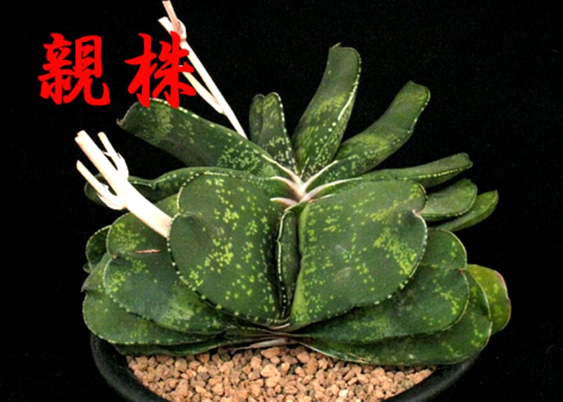 SU27.Gasteria pillansii 'Kyoryu' ガステリア ”特選恐竜2”