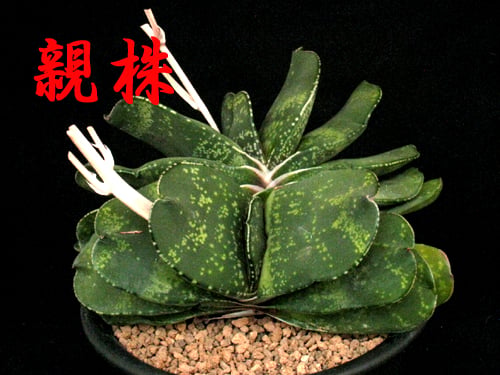 SU27.Gasteria pillansii 'Kyoryu' ガステリア ”特選恐竜2”
