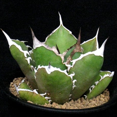 アガベシャークソード | STORES