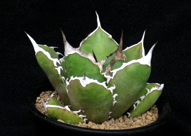 SU38.Agave titanota シャークソード（鯊魚劍） アガベ・チタノタ