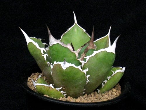 SU38.Agave titanota シャークソード（鯊魚劍） アガベ・チタノタ