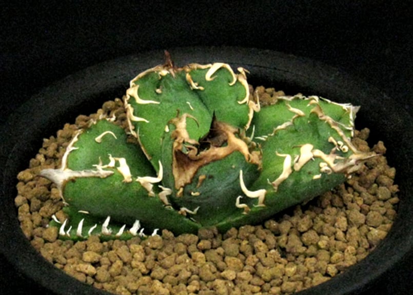 SU41.Agave titanota 疣猪 （イボイノシシ） アガベ・チタノタ | 実生