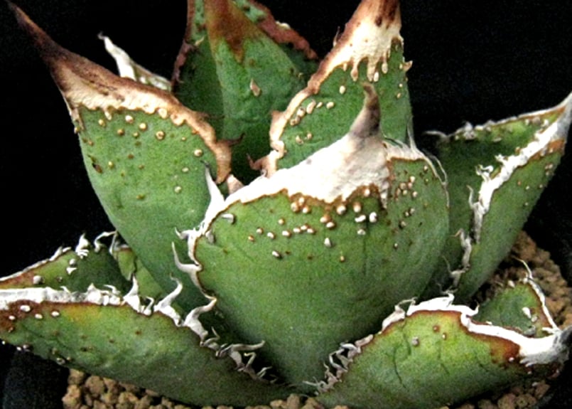 SU58.Agave titanota 麻花龍（マカロン） アガベ・チタノタ | 実生園