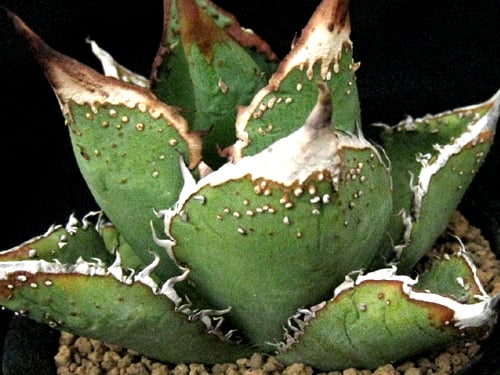 SU58.Agave titanota 麻花龍（マカロン） アガベ・チタノタ | 実生園