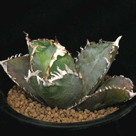 アガベ金剛 | STORES