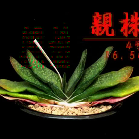 ガステリア　最上柄　大納言 ガステリア 最上柄 大納言 咲くやこの花館、「サボテン・多肉